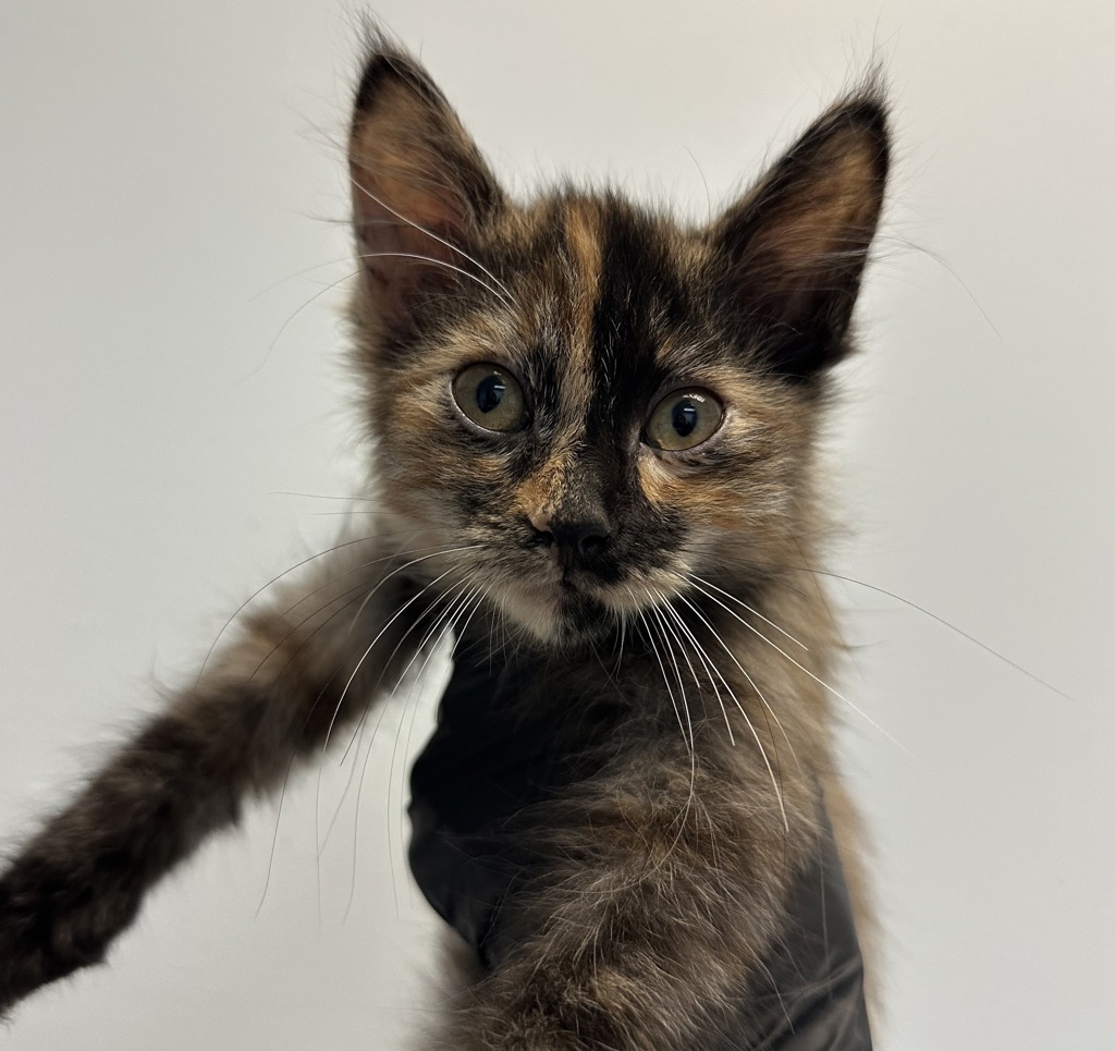 Shelter Stray Female Cat last seen S 28th Street, San Diego, CA, 92113, 5500 Gaines St, San Diego, CA 92110, USA