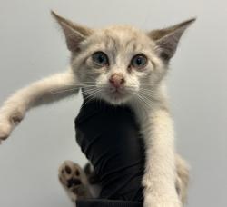 Shelter Stray Female Cat last seen S 28th Street, San Diego, CA, 92113, 5500 Gaines St, San Diego, CA 92110, USA