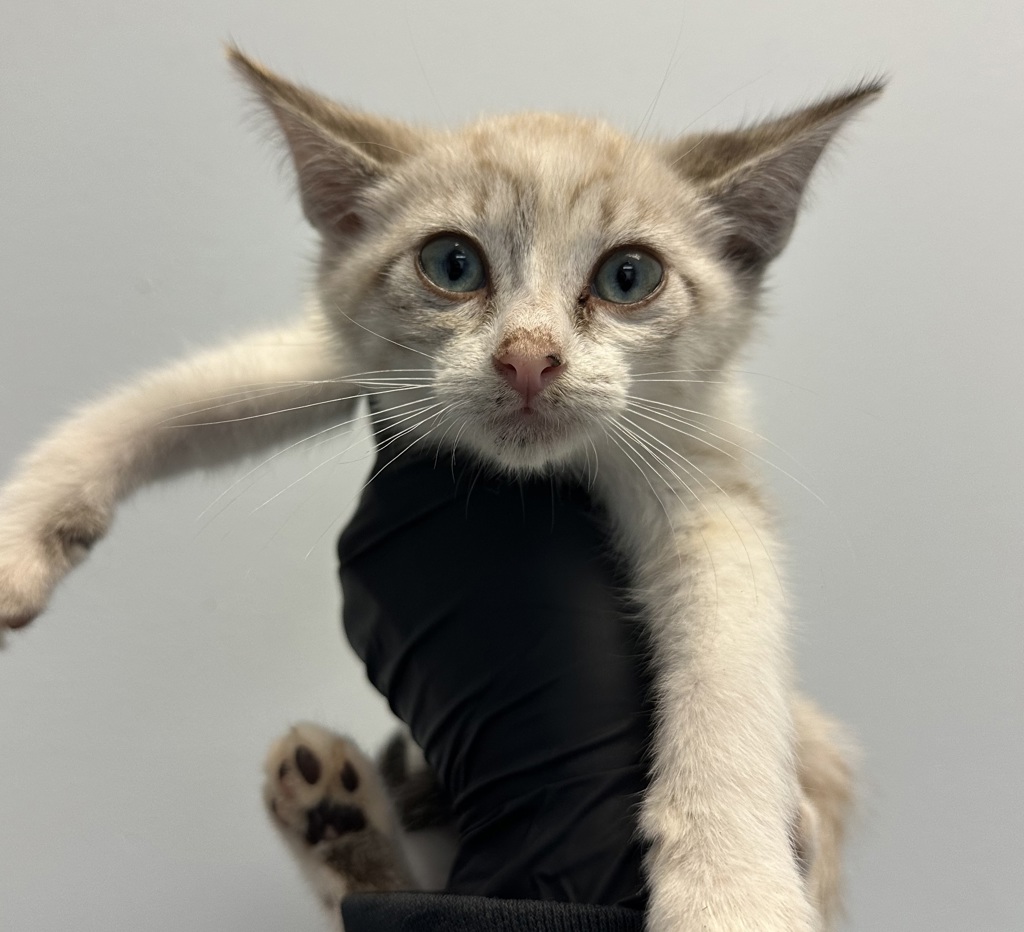 Shelter Stray Female Cat last seen S 28th Street, San Diego, CA, 92113, 5500 Gaines St, San Diego, CA 92110, USA