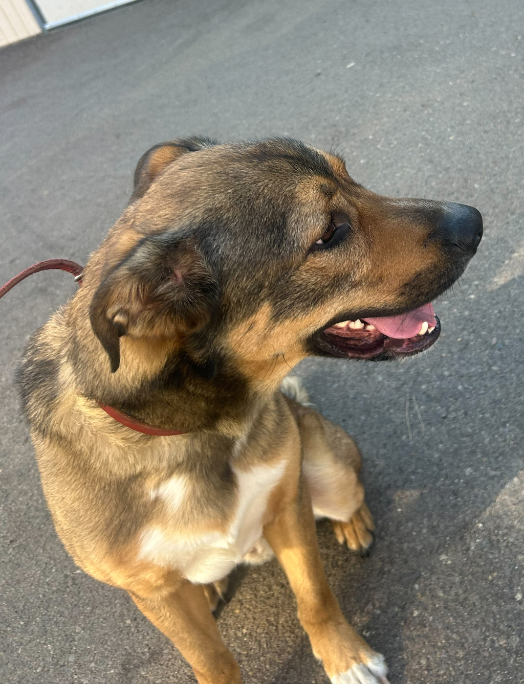 Shelter Stray Male Dog last seen Grand Ave and Las Posas road 92078, San Marcos, CA, 92078, 5500 Gaines St, San Diego, CA 92110, USA