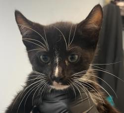 Shelter Stray Male Cat last seen West San Ysidro BLVD, San Diego, CA, 92173, 5500 Gaines St, San Diego, CA 92110, USA