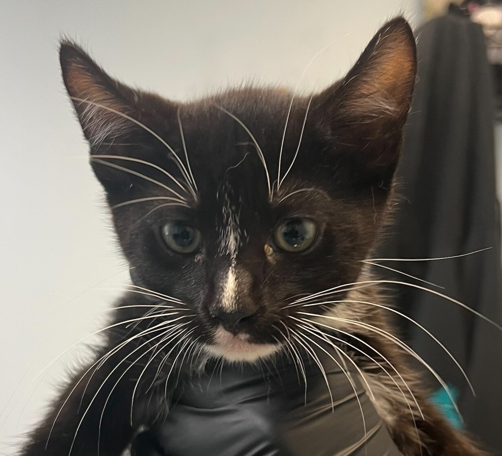Shelter Stray Male Cat last seen West San Ysidro BLVD, San Diego, CA, 92173, 5500 Gaines St, San Diego, CA 92110, USA