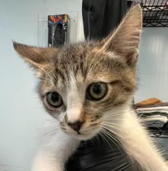 Shelter Stray Male Cat last seen West San Ysidro BLVD, San Diego, CA, 92173, 5500 Gaines St, San Diego, CA 92110, USA