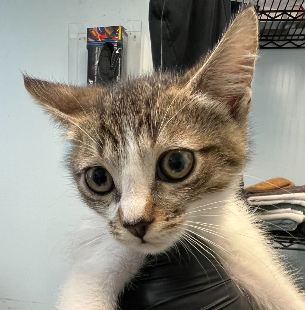 Shelter Stray Male Cat last seen West San Ysidro BLVD, San Diego, CA, 92173, 5500 Gaines St, San Diego, CA 92110, USA