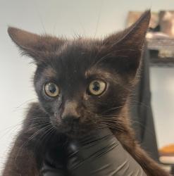 Shelter Stray Male Cat last seen West San Ysidro BLVD, San Diego, CA, 92173, 5500 Gaines St, San Diego, CA 92110, USA
