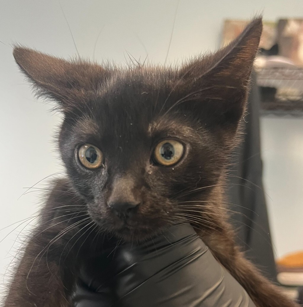Shelter Stray Male Cat last seen West San Ysidro BLVD, San Diego, CA, 92173, 5500 Gaines St, San Diego, CA 92110, USA