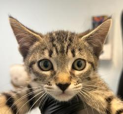 Shelter Stray Female Cat last seen West San Ysidro BLVD, San Diego, CA, 92173, 5500 Gaines St, San Diego, CA 92110, USA