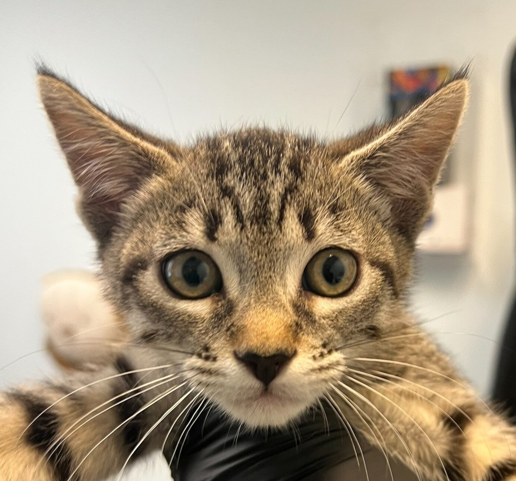 Shelter Stray Female Cat last seen West San Ysidro BLVD, San Diego, CA, 92173, 5500 Gaines St, San Diego, CA 92110, USA