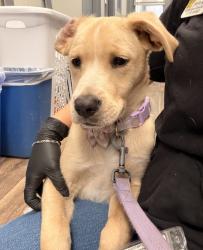 Shelter Stray Female Dog last seen rosecrans and landing, San Diego, CA, 92106, 5500 Gaines St, San Diego, CA 92110, USA