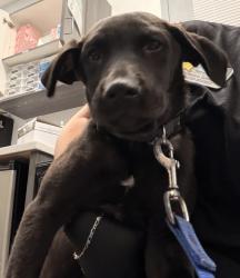 Shelter Stray Male Dog last seen rosecrans and landing, San Diego, CA, 92106, 5500 Gaines St, San Diego, CA 92110, USA