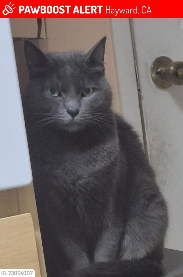 Lost Male Cat last seen Hayward CA 94545, Hayward, CA 94545