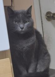 Lost Male Cat last seen Hayward CA 94545, Hayward, CA 94545