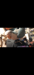 Lost Male Bird last seen Willow run Howard run and ash , Waxahachie, TX 75165