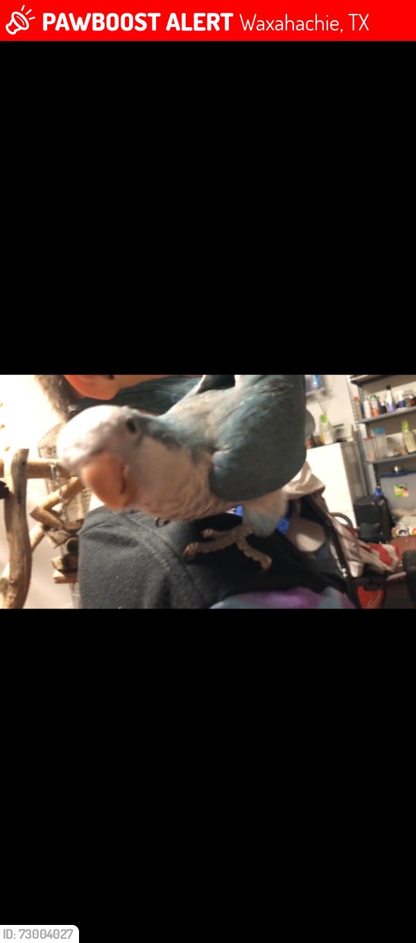 Lost Male Bird last seen Willow run Howard run and ash , Waxahachie, TX 75165