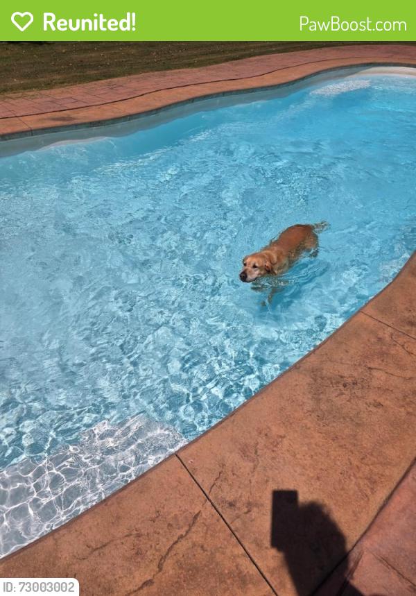 Reunited Male Dog last seen County Line Rd , Milner, GA 30257