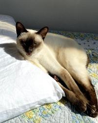 Lost Male Cat last seen Highland Dr and Valley St Carlsbad near the schools, Carlsbad, CA 92008