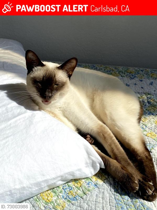 Lost Male Cat last seen Highland Dr and Valley St Carlsbad near the schools, Carlsbad, CA 92008