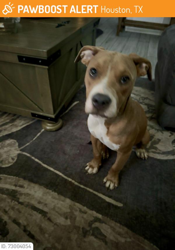 Found/Stray Female Dog last seen Barkers branch , Houston, TX 77084