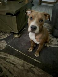 Found/Stray Female Dog last seen Barkers branch, Houston, TX 77084