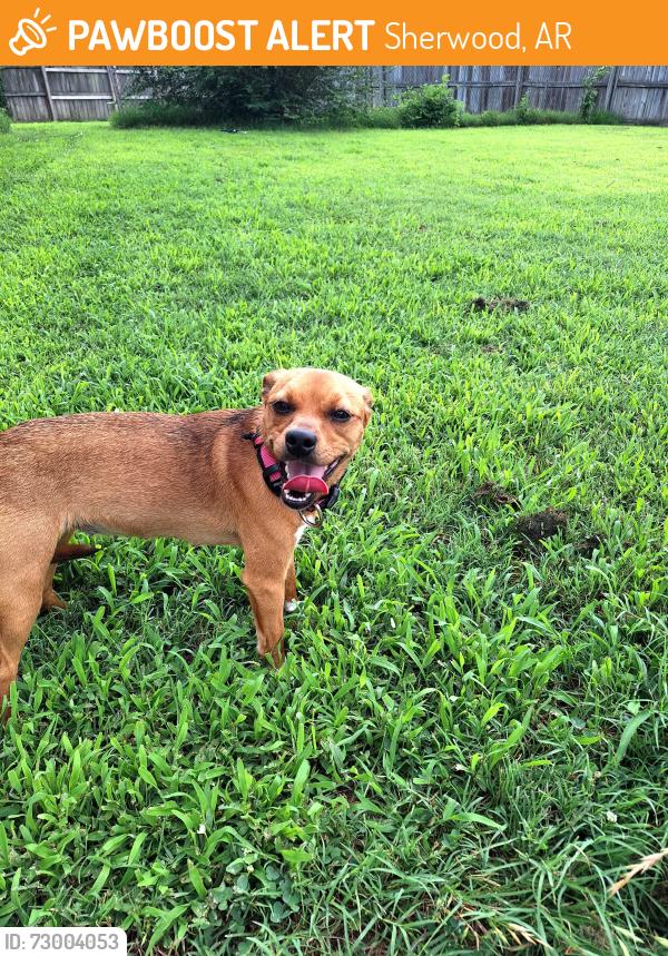 Found/Stray Female Dog last seen Sherwood , Sherwood, AR 72120