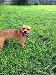Found/Stray Female Dog last seen Sherwood , Sherwood, AR 72120