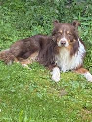 Found/Stray Male Dog last seen Big Bone Park, Boone County, KY 41091