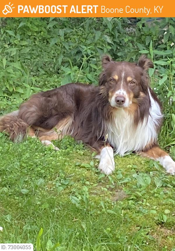 Found/Stray Male Dog last seen Big Bone Park, Boone County, KY 41091