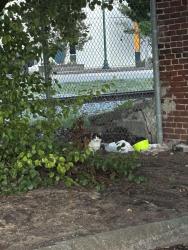Found/Stray Female Cat last seen back corner of parking lot across from King Commons, Johnson City, TN 37604