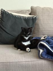 Reunited Male Cat last seen Spinnaker St., Silverdale, WA 98383