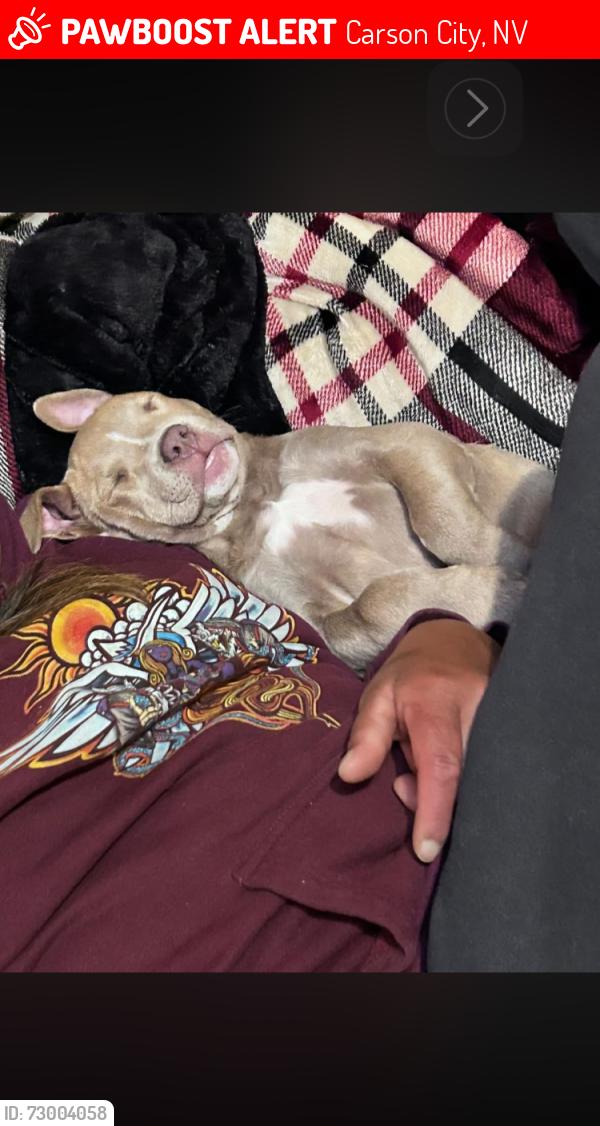 Lost Female Dog last seen Greenhouse garden center & ruperts auto body & fender, Carson City, NV 89703