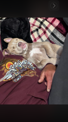 Lost Female Dog last seen Greenhouse garden center & ruperts auto body & fender, Carson City, NV 89703