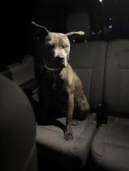 Found/Stray Female Dog last seen Church near Adams ave, Jacksonville, FL 32208