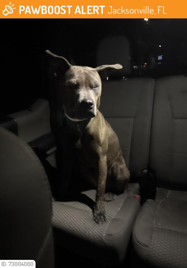 Found/Stray Female Dog last seen Church near Adams ave, Jacksonville, FL 32208