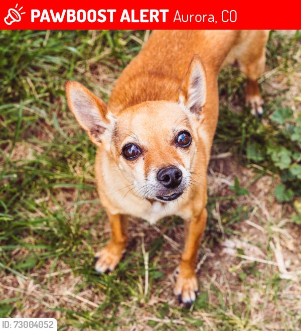Deceased Male Dog last seen Del Mar Parkway and Lansing, Aurora, CO 80010