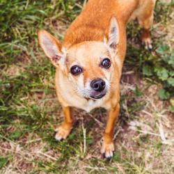 Lost Male Dog last seen Del Mar Parkway and Lansing, Aurora, CO 80010