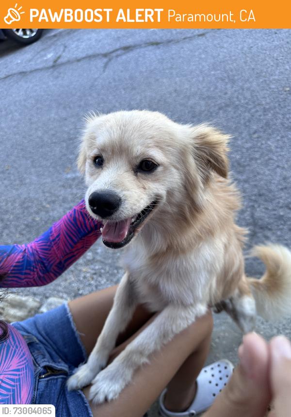 Found/Stray Male Dog last seen 2nd street and Downey Ave, Paramount, CA 90805