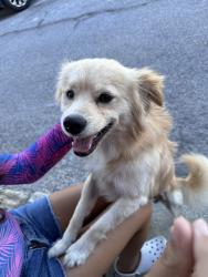 Found/Stray Male Dog last seen 2nd street and Downey Ave, Paramount, CA 90805