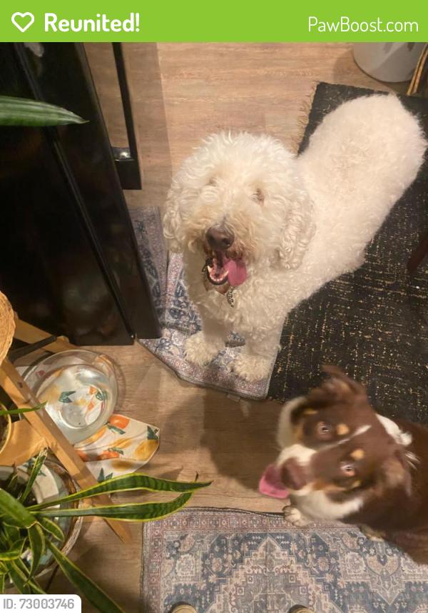 Reunited Female Dog last seen Midland ave, Charlotte, NC 28208