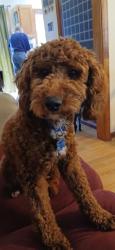 Lost Male Dog last seen Metro pizza Wabank Rd , Lancaster, PA 17604