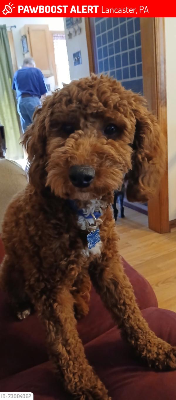 Lost Male Dog last seen Metro pizza Wabank Rd , Lancaster, PA 17604
