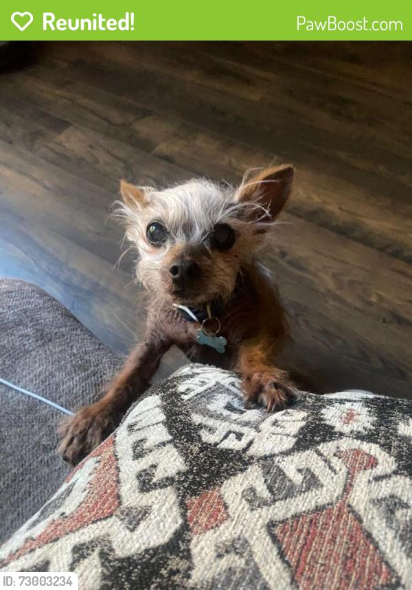 Reunited Female Dog last seen Clearmont, Mansfield, TX 76063