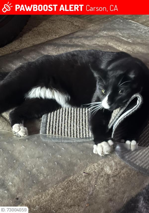 Lost Male Cat last seen E. Victoria St. and Avalon Boulevard, Carson, CA 90746