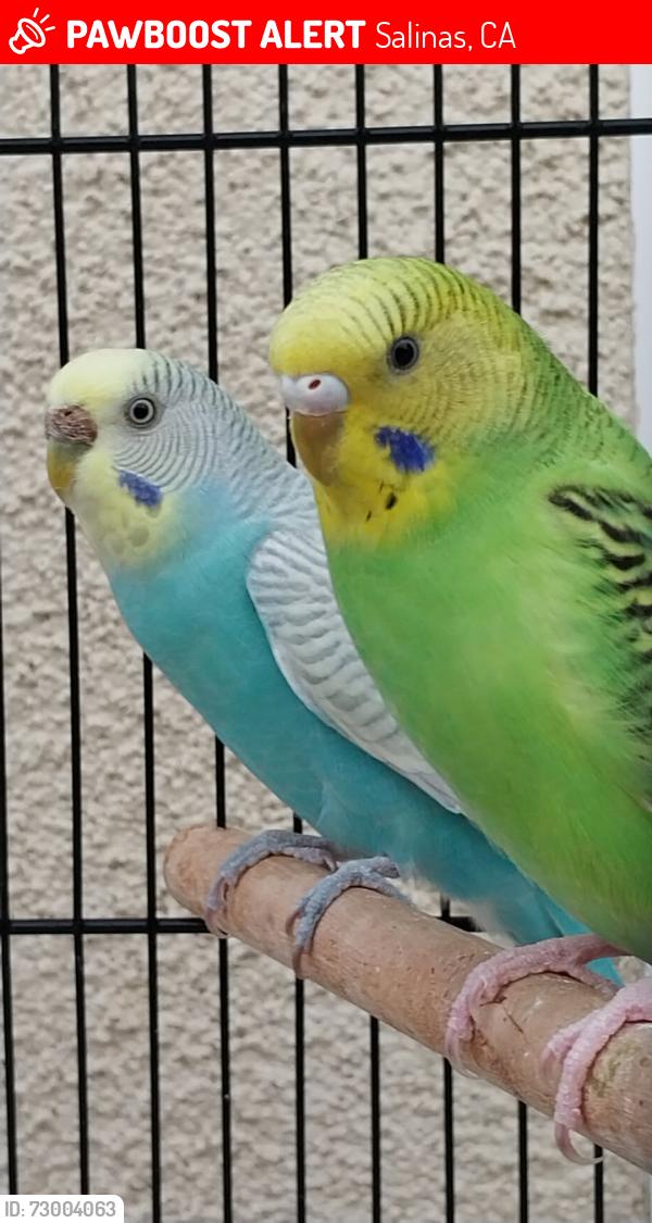 Lost Female Bird last seen Siena Way, 93905, Salinas, CA 93905