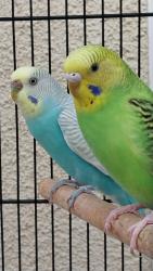 Lost Female Bird last seen Siena Way, 93905, Salinas, CA 93905