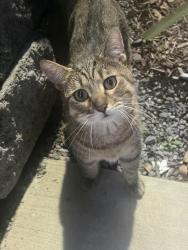 Found/Stray Unknown Cat last seen Napolean street, Nashville, TN 37211