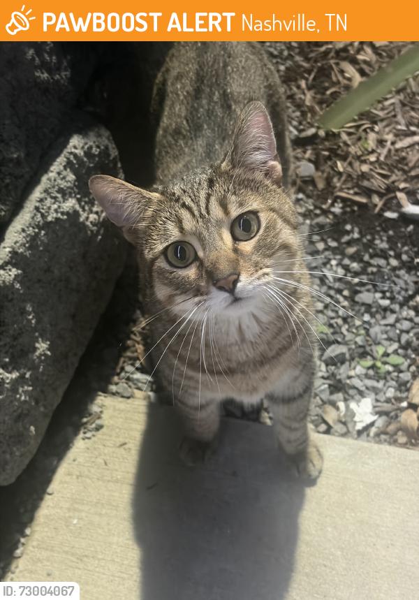 Found/Stray Unknown Cat last seen Napolean street, Nashville, TN 37211