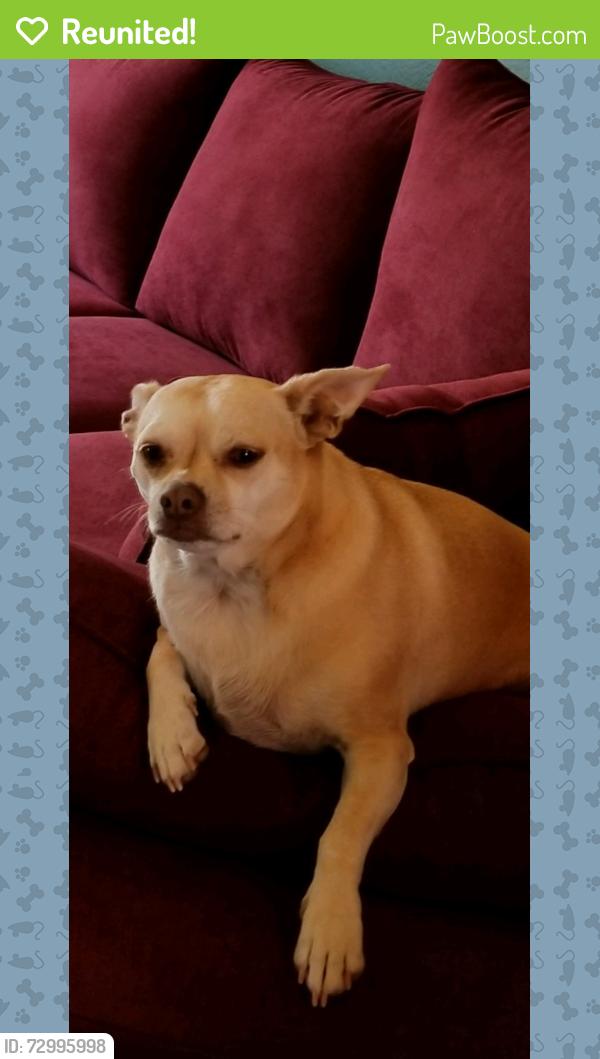 Reunited Female Dog last seen Crater Lake Avenue, Medford, OR 97504