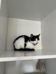 Reunited Female Cat last seen Saint John’s lane Mount Eliza , Mount Eliza, VIC 3930
