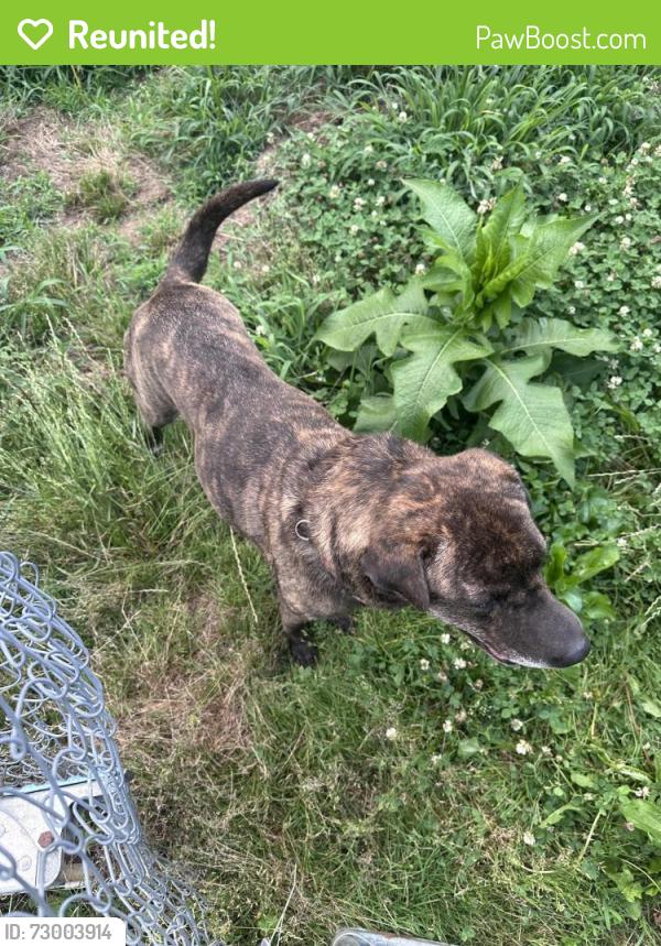 Reunited Female Dog last seen Reach out for location, Etowah, NC 28729
