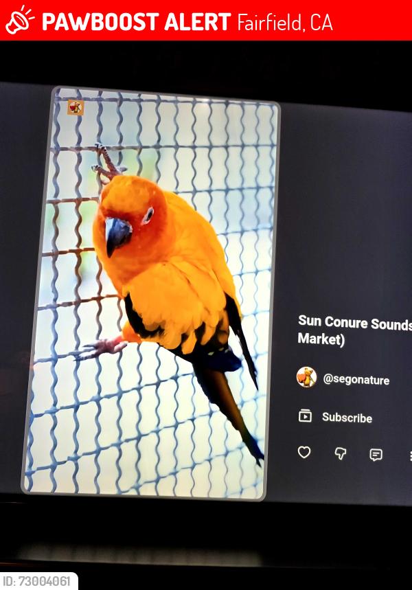 Lost Male Bird last seen Webster St, Fairfield, CA 94533